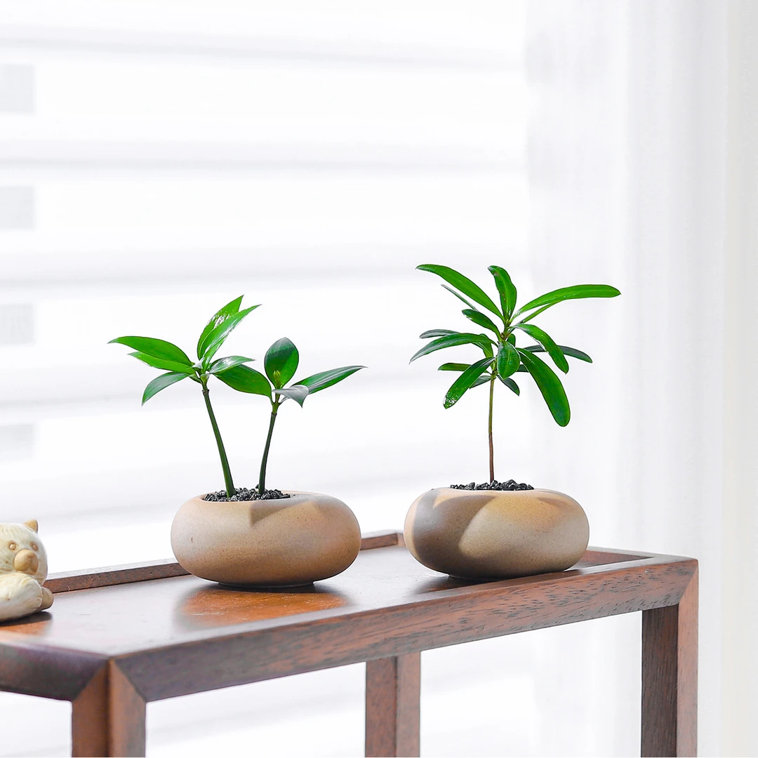 竹柏盆栽办公桌面懒人好养花卉小绿植室内茶几狼尾蕨观叶植物盆景