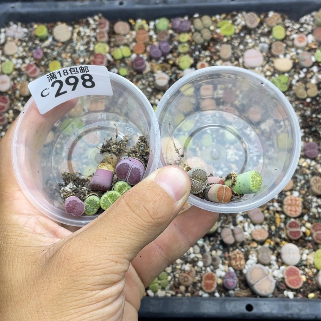 猫*猴00000000000000000000298