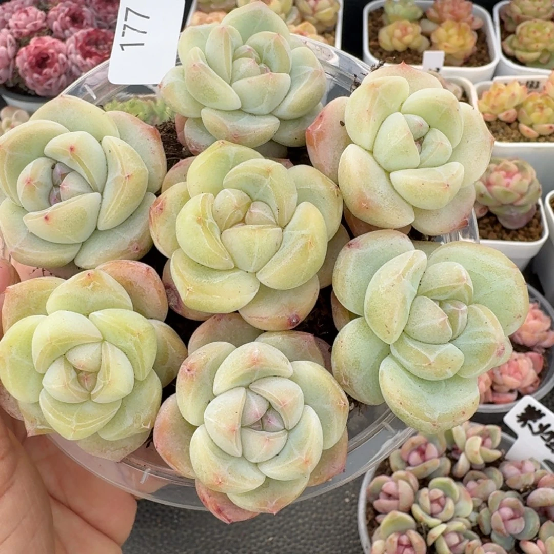 一物一拍一盒330-177