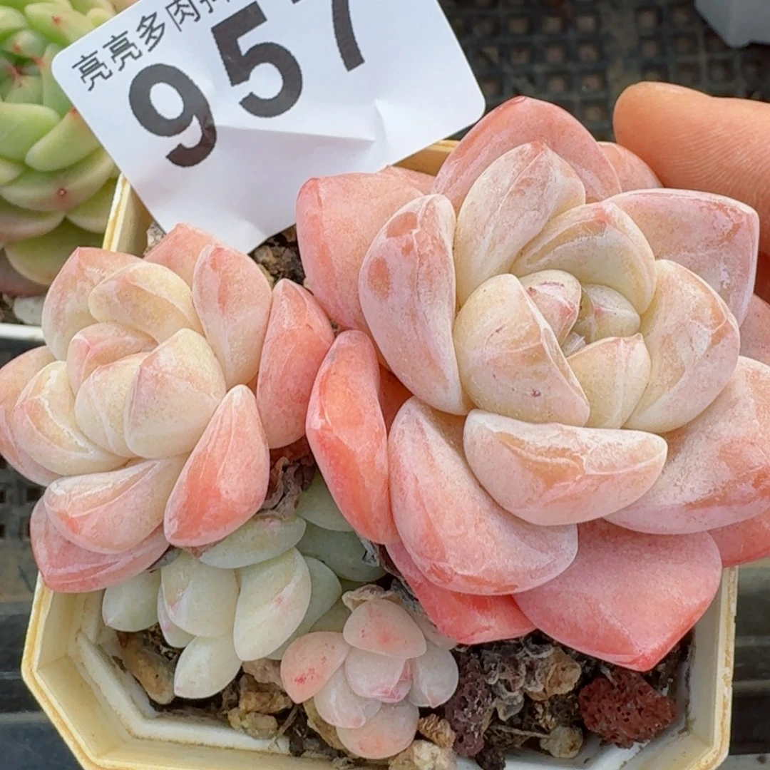 秒         精品多肉