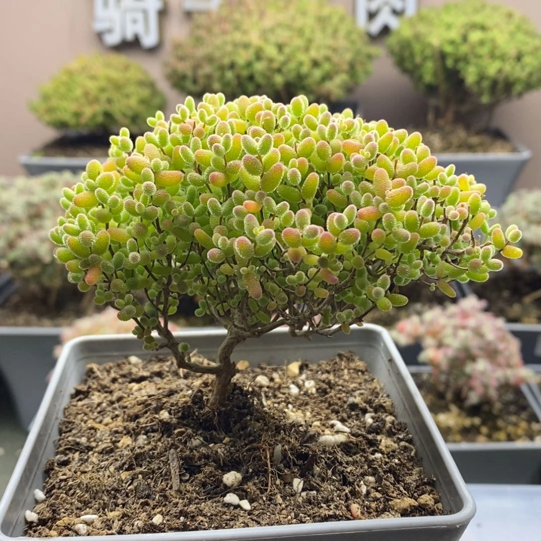 2275蜜橘糖球枝干可造景