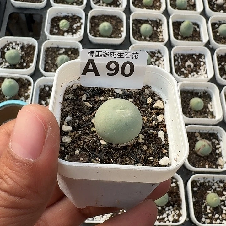 90多肉植物多肉植物