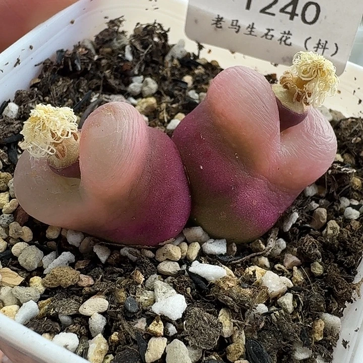 老马生石花双头毛1240