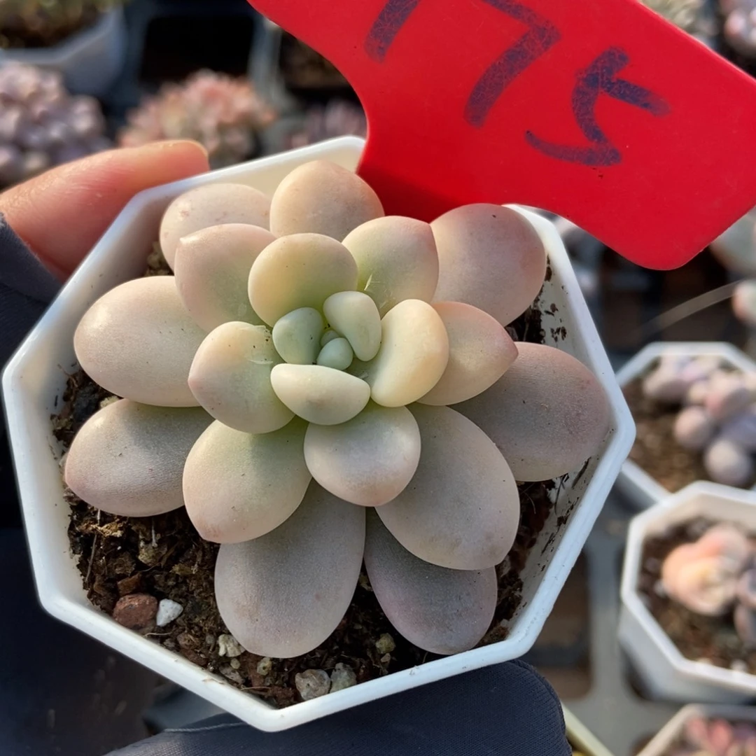 975洛神锦多肉植物