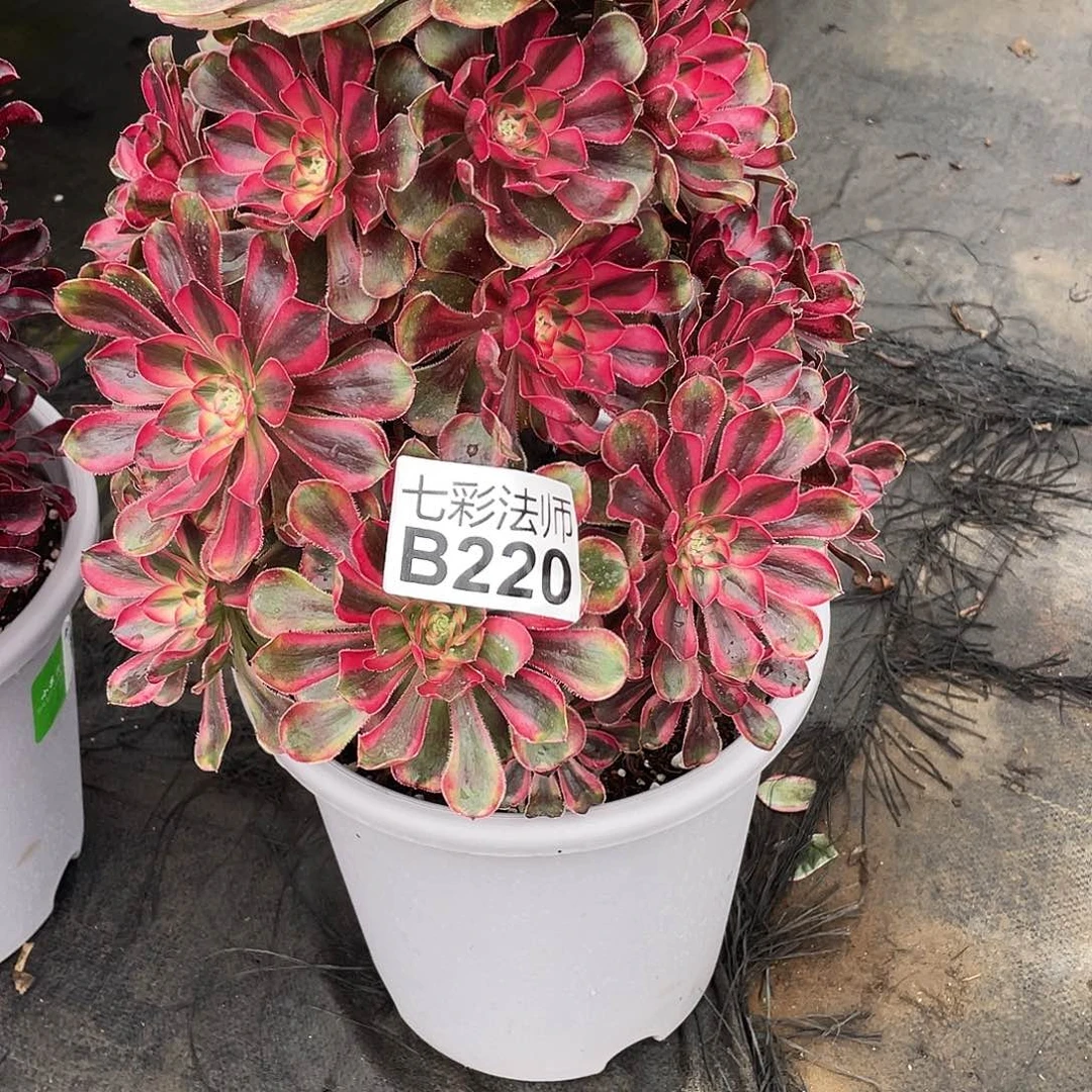 清***禾暖暖法师220）个h好哼哼唧唧