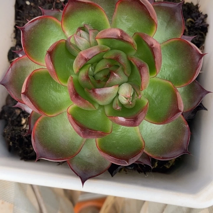 1045杂交老桩基地_8厘米