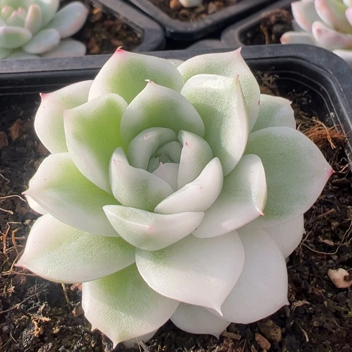 高瓷白麦秆锦一物一拍