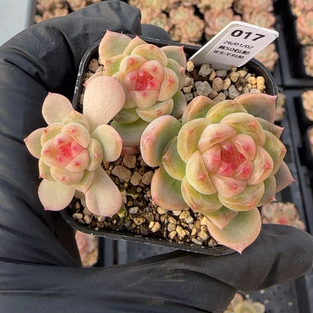 017  甜心    5厘米盆