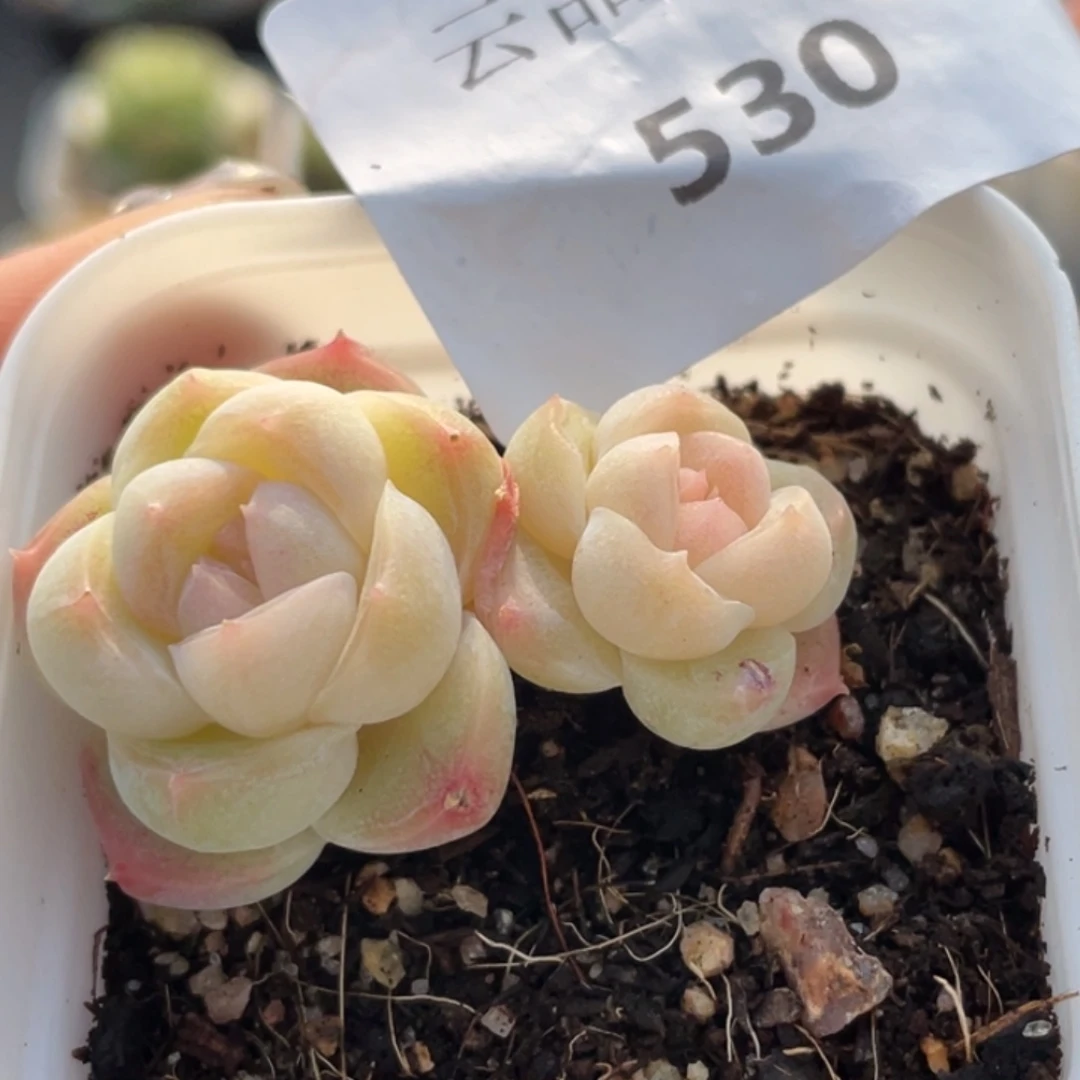 530号糖心冰心珍妮