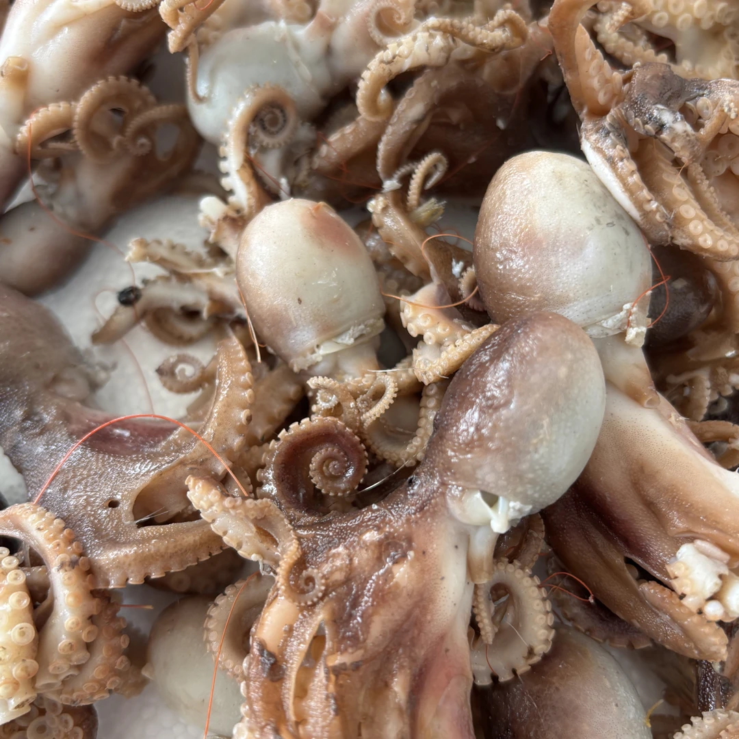 渤海湾优质（八爪鱼）