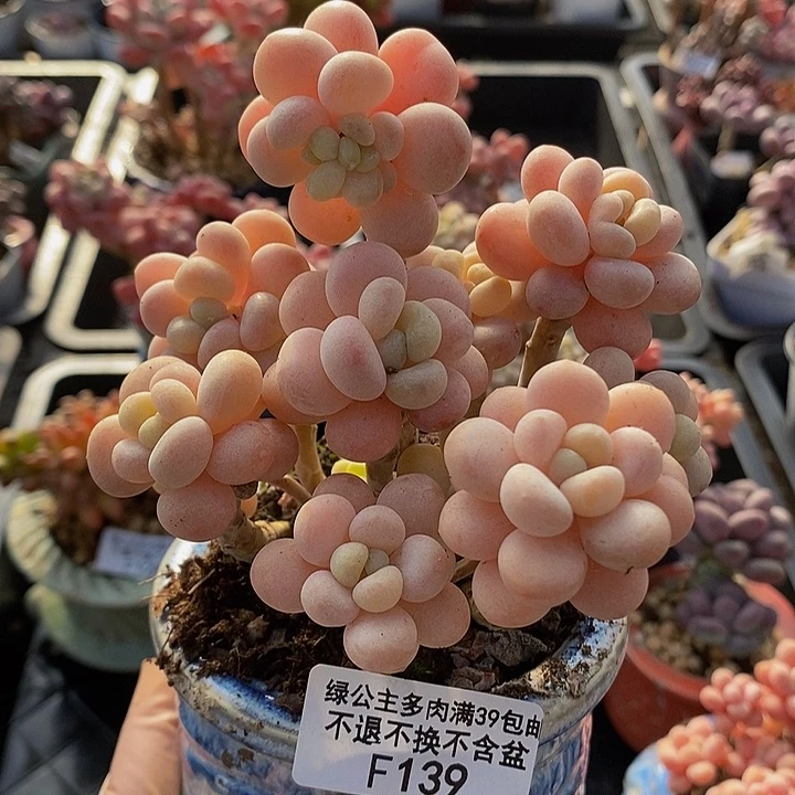 洛可可老桩有砍10cm139多肉植物