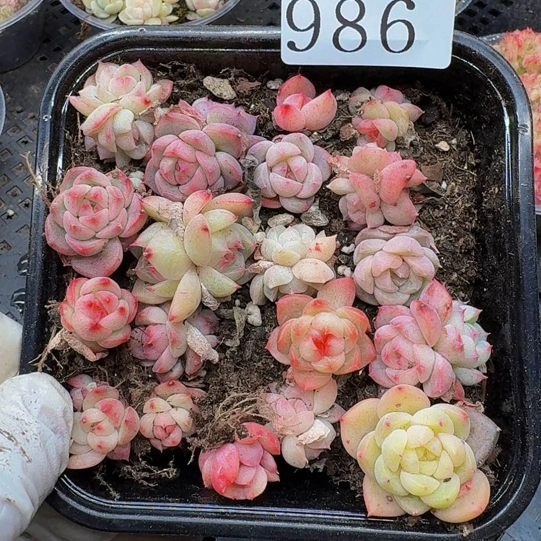 多肉植物多肉植物986