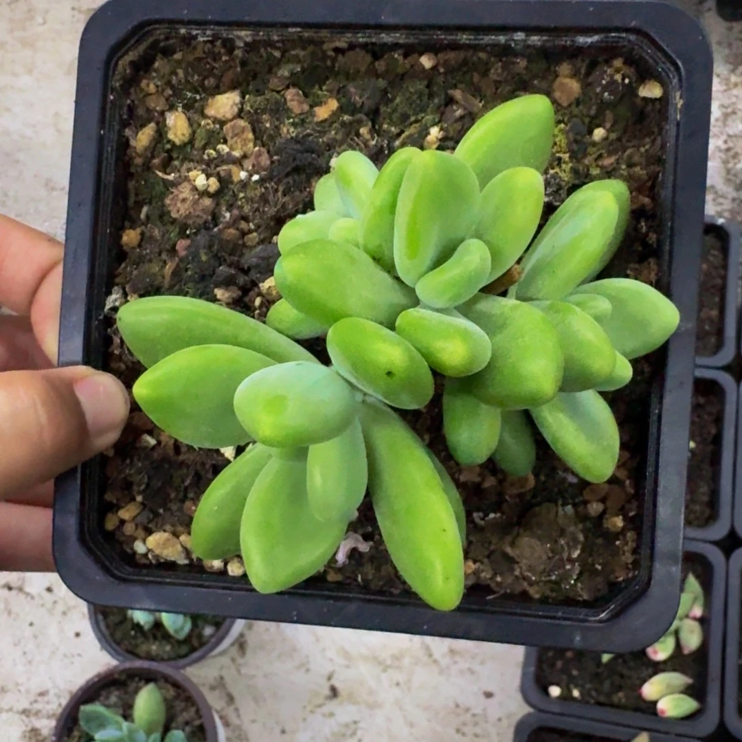 法力达 4头 一物一拍