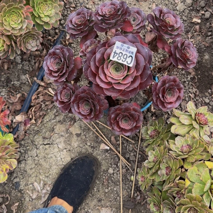 梅金花30-13包邮花花