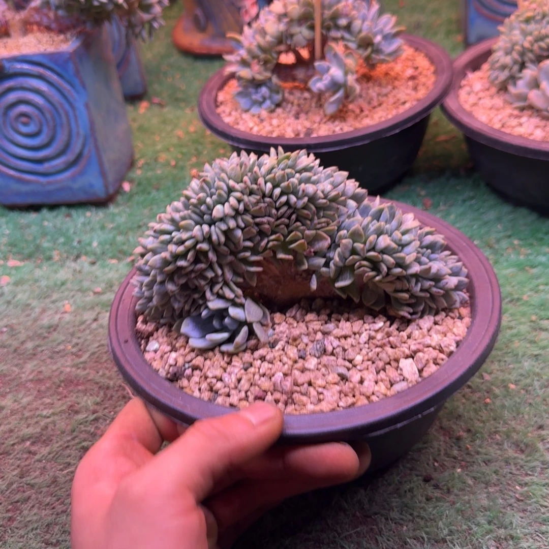 星影树缀无砍多肉