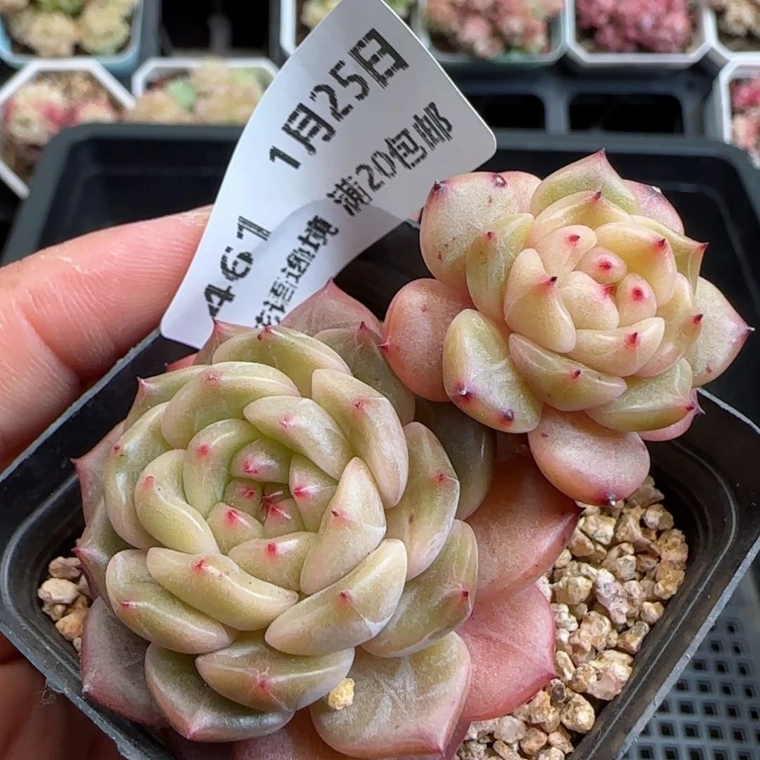 花语逸镜0125-461