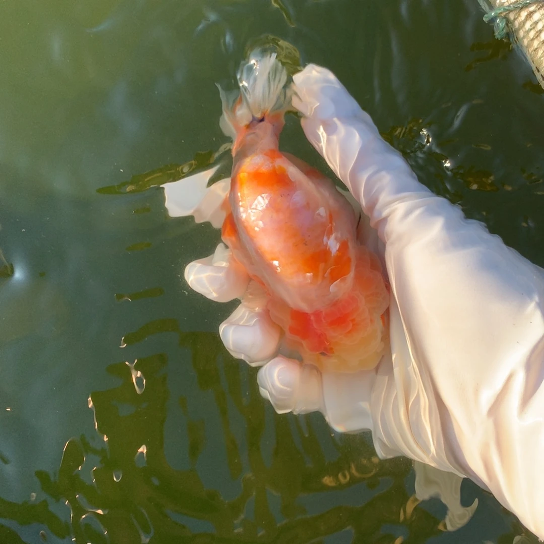 抱***花金鱼特色兰寿金鱼