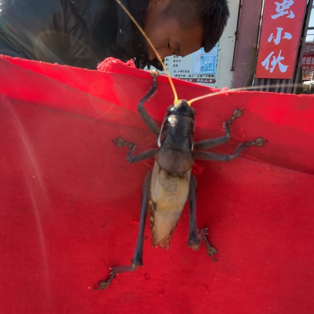 落***地蝈蝈蝈蝈福福价格