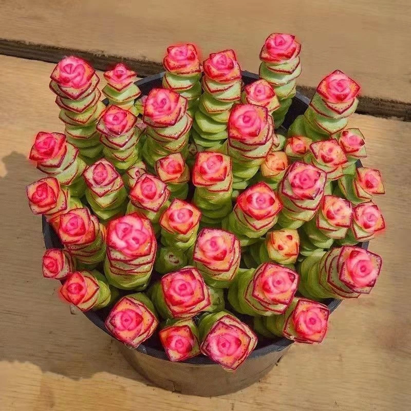 彩色钱串锦多头群生红心钱串多肉植物盆栽肉肉新手办公室花卉绿植