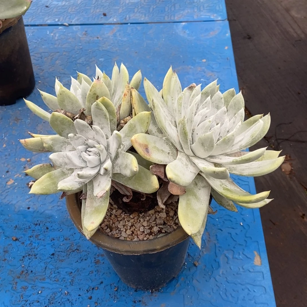 山姆多肉植物啦啦啦