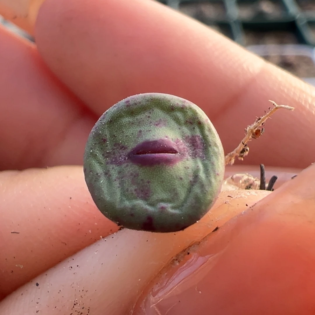 唇嘴唇0094多肉植物