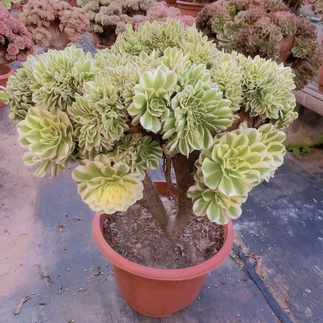 【闪购商品】无花朵迈巴赫