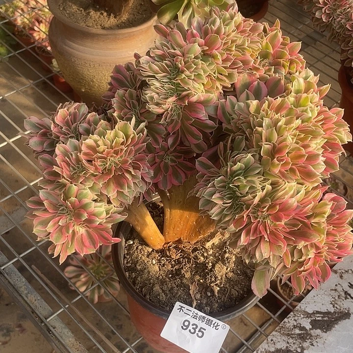 935，粉女巫缀朵朵包邮