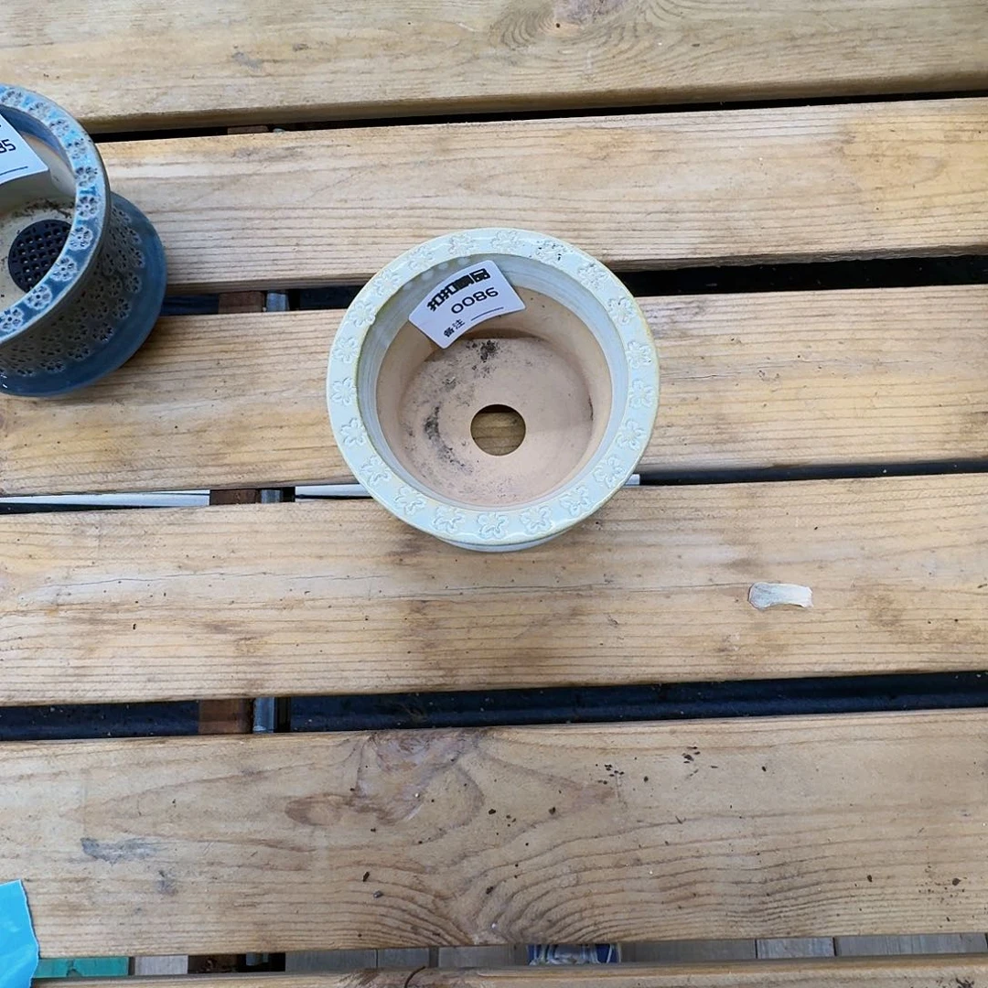 多肉植物 东云烧盆086