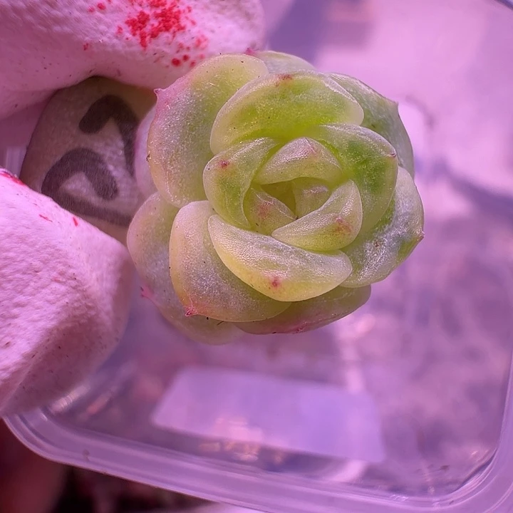 22号，飘枝甜心叶插优选个体一物一拍