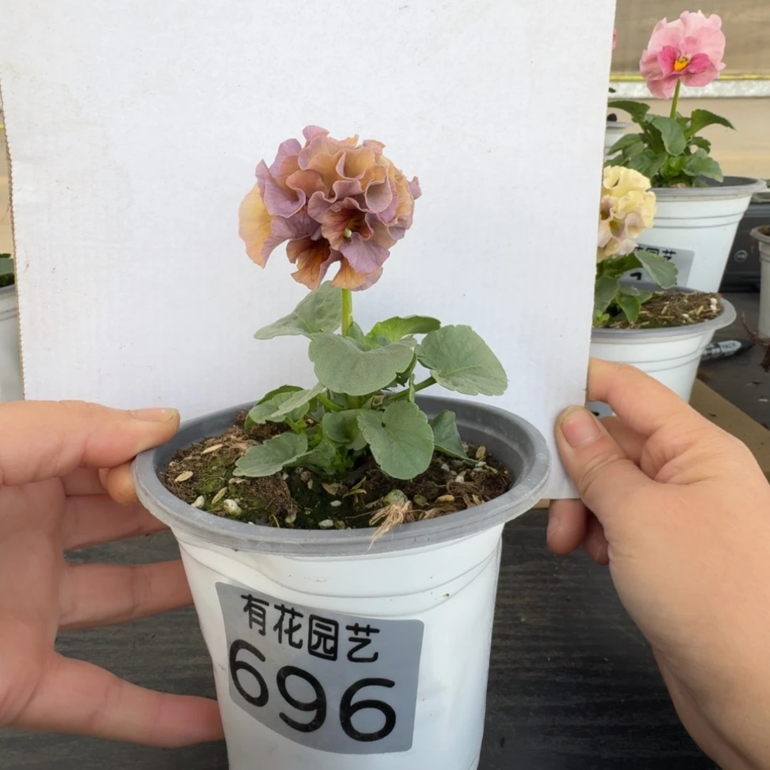 无花朵696号角堇