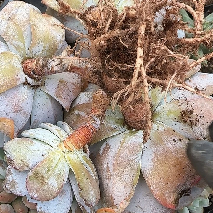 你***久青蛙王子儿童牙膏套装11