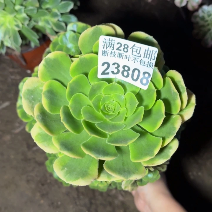 23808辛尼亚多肉植物
