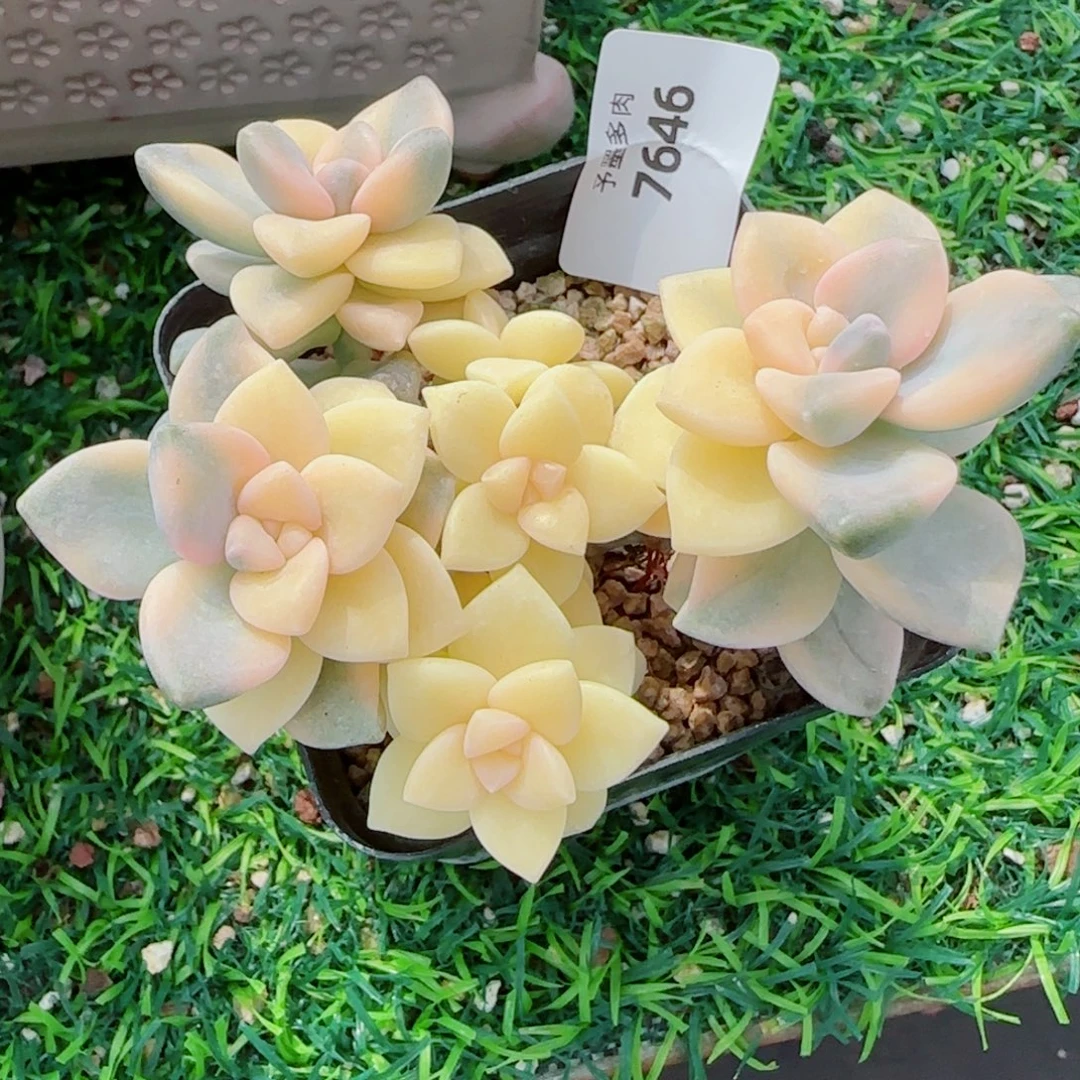 美杏锦，7646多肉植物
