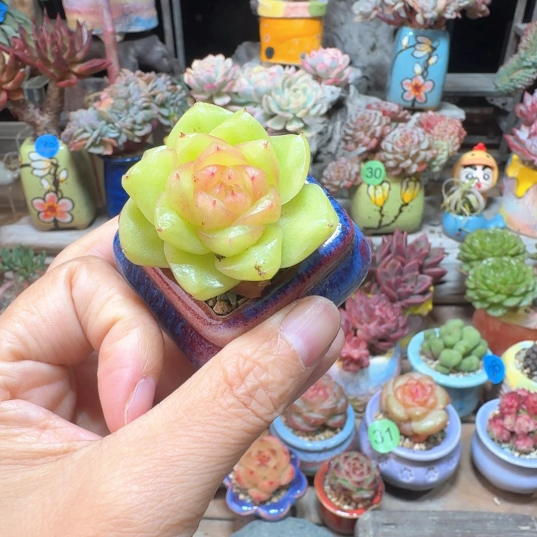 玉跖珍妮 多肉含盆土 一物一拍