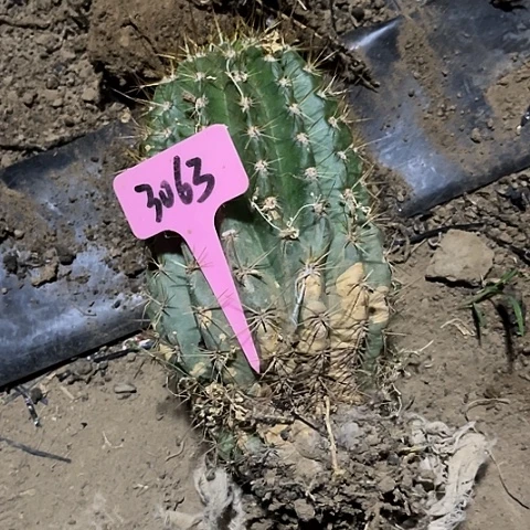 相**缘清清56有斑介意勿拍3063