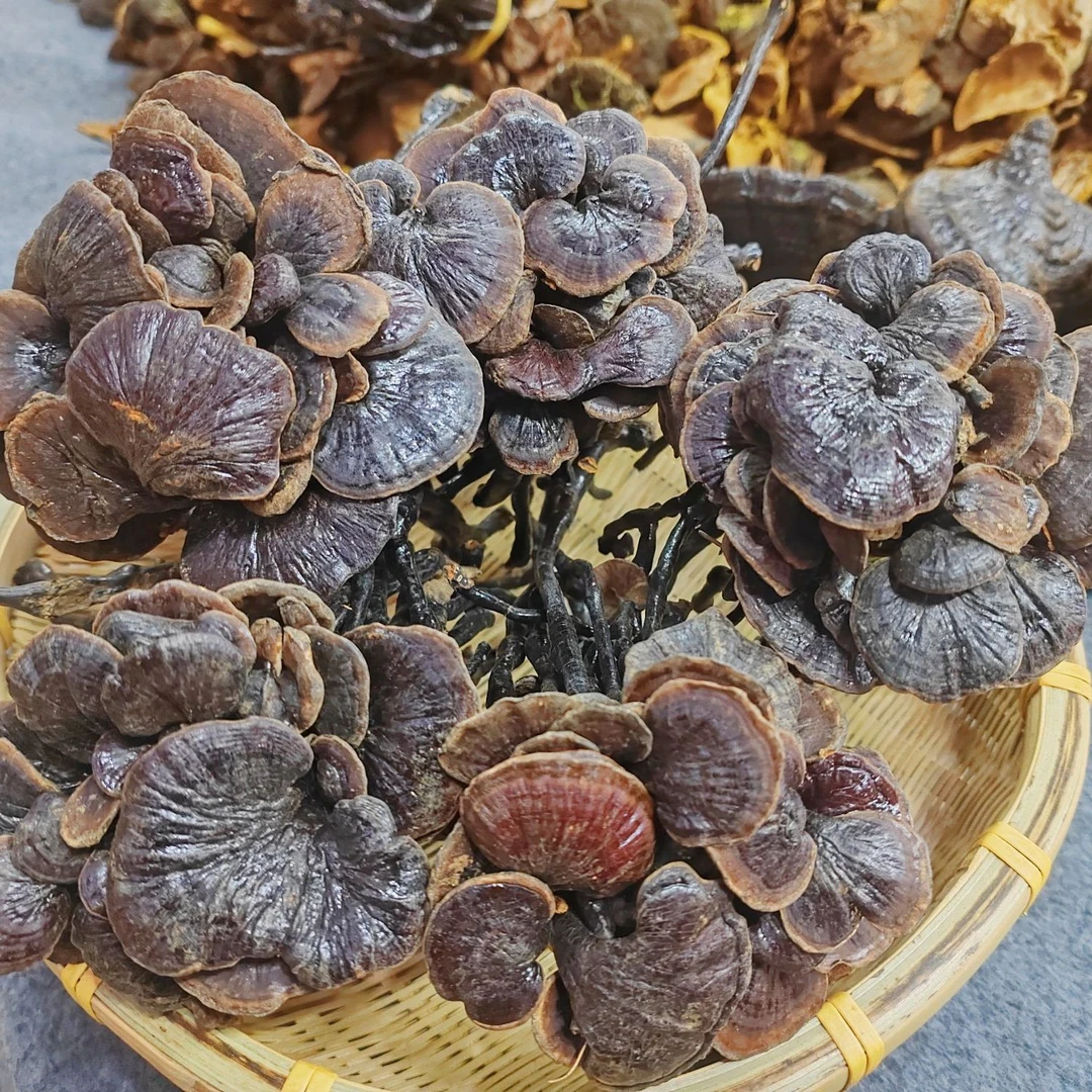 精品纯野生竹灵芝山货长颈灵芝蚂蚁腿
