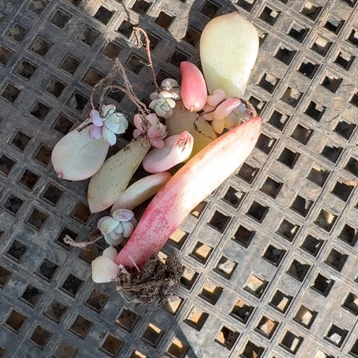 一组价格一物一拍