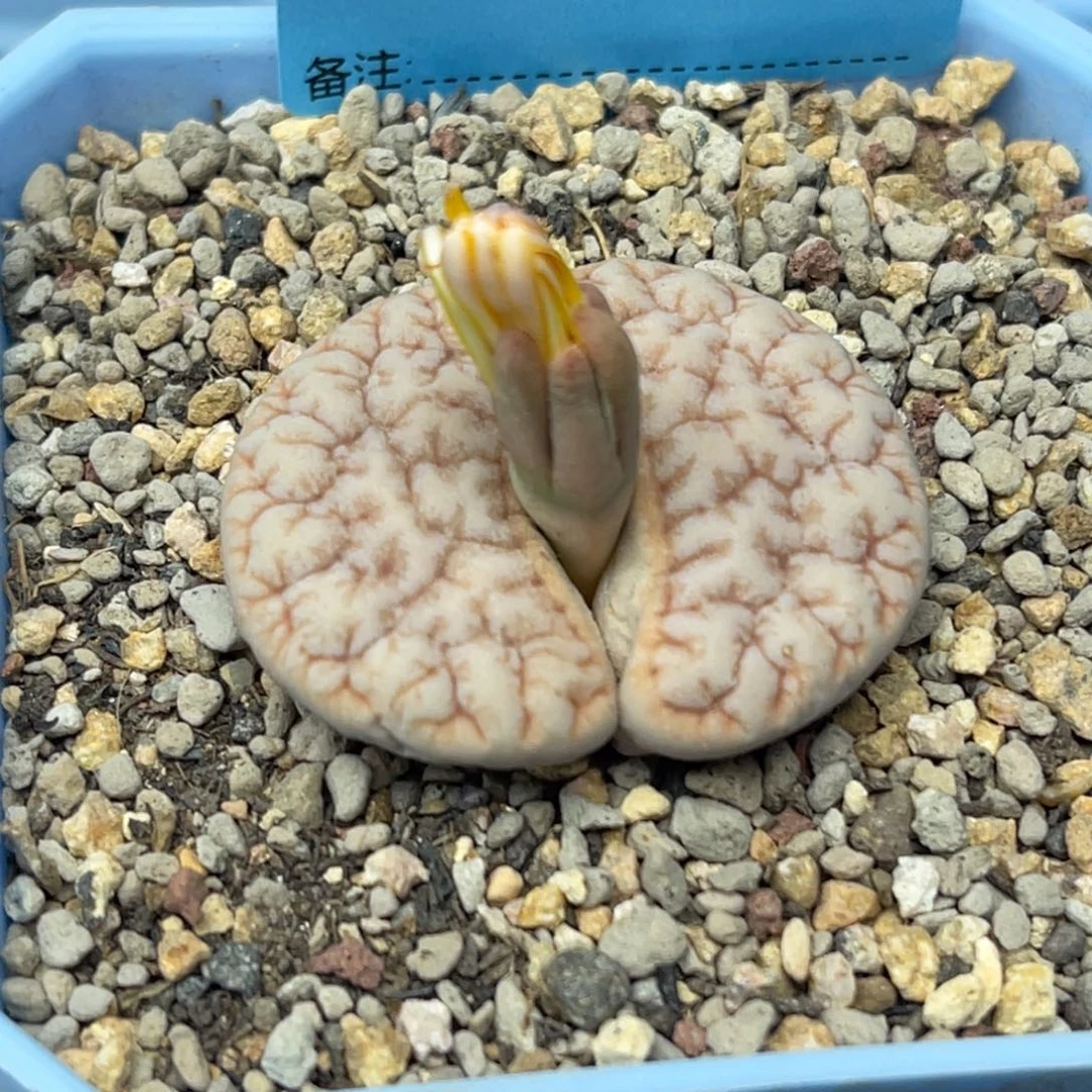 7076凹凸拿铁189一颗