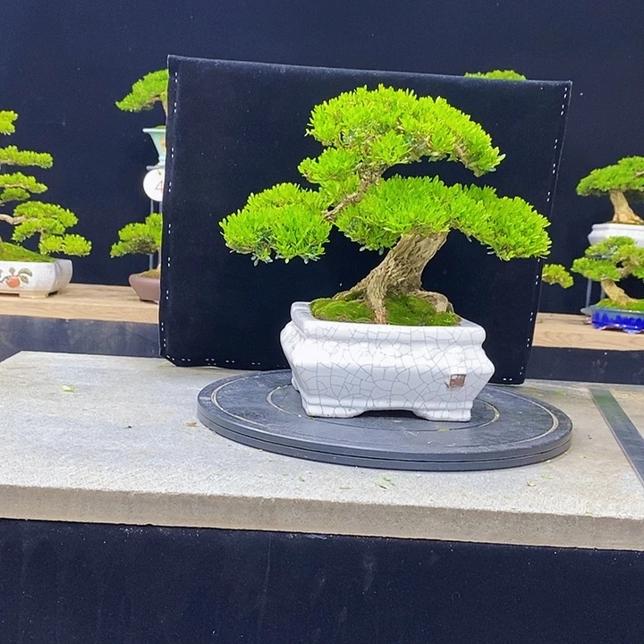 小***龙无花朵黄杨盆景四季常青