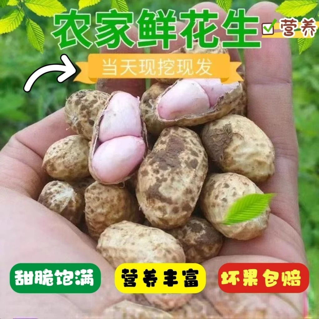 江苏徐州当季新鲜带泥带壳湿花生现挖水煮花生