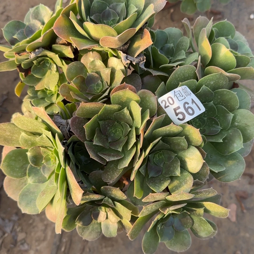 柠檬玫瑰561满20包邮断枝不包