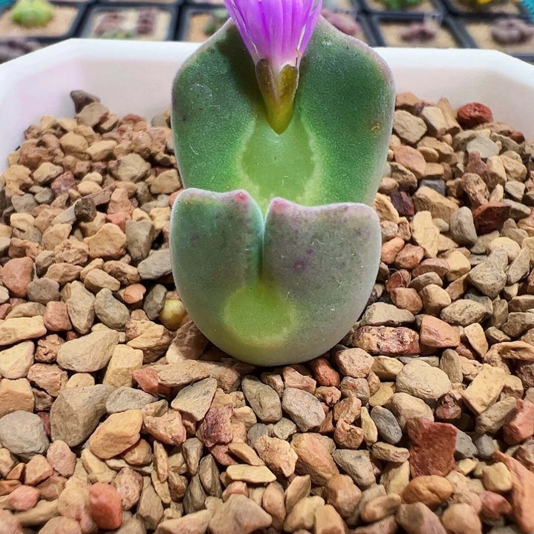 无花朵特价大眼睛