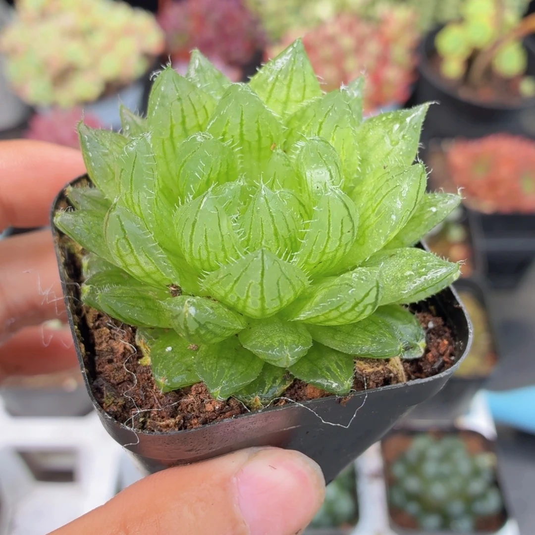 樱水晶多肉9.9包邮发货