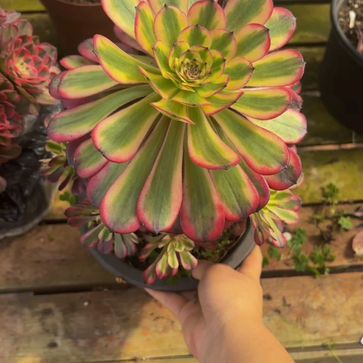 云南美铃多肉30号