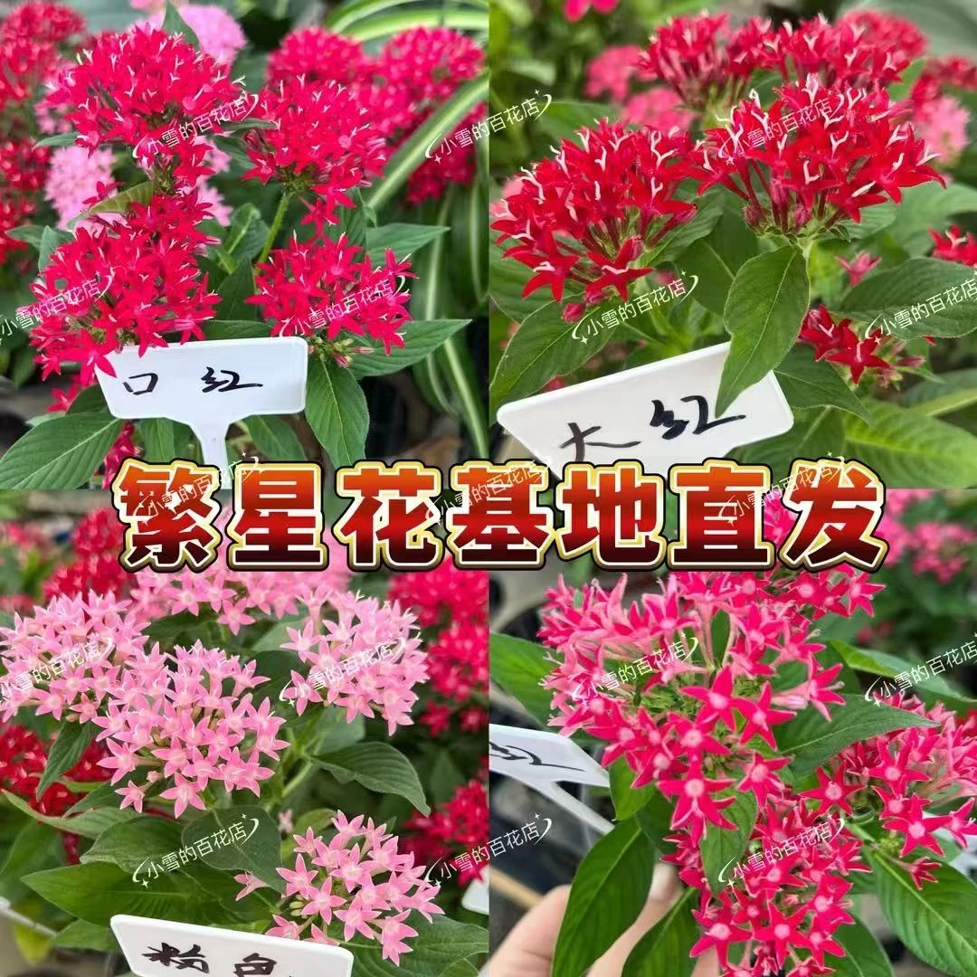 繁星花耐热五星花盆栽四季开花单颗装