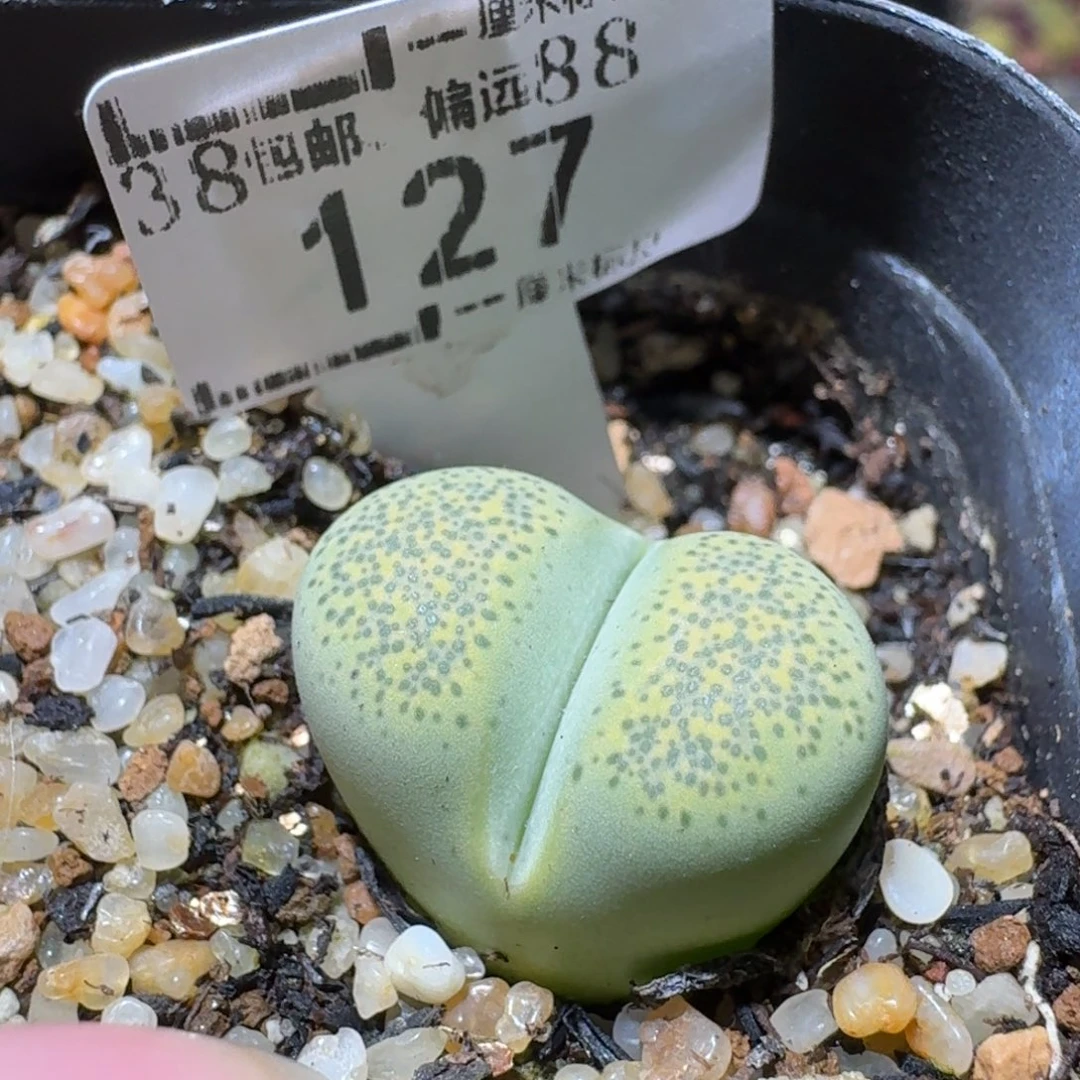 Sss精品便宜清了127