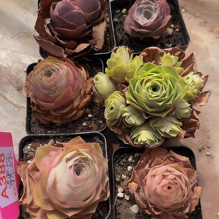꧁****꧂精品系列山地玫瑰