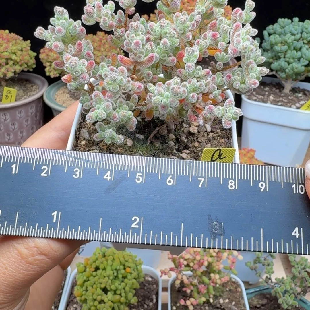 米****?a82号冰晶点赞福利