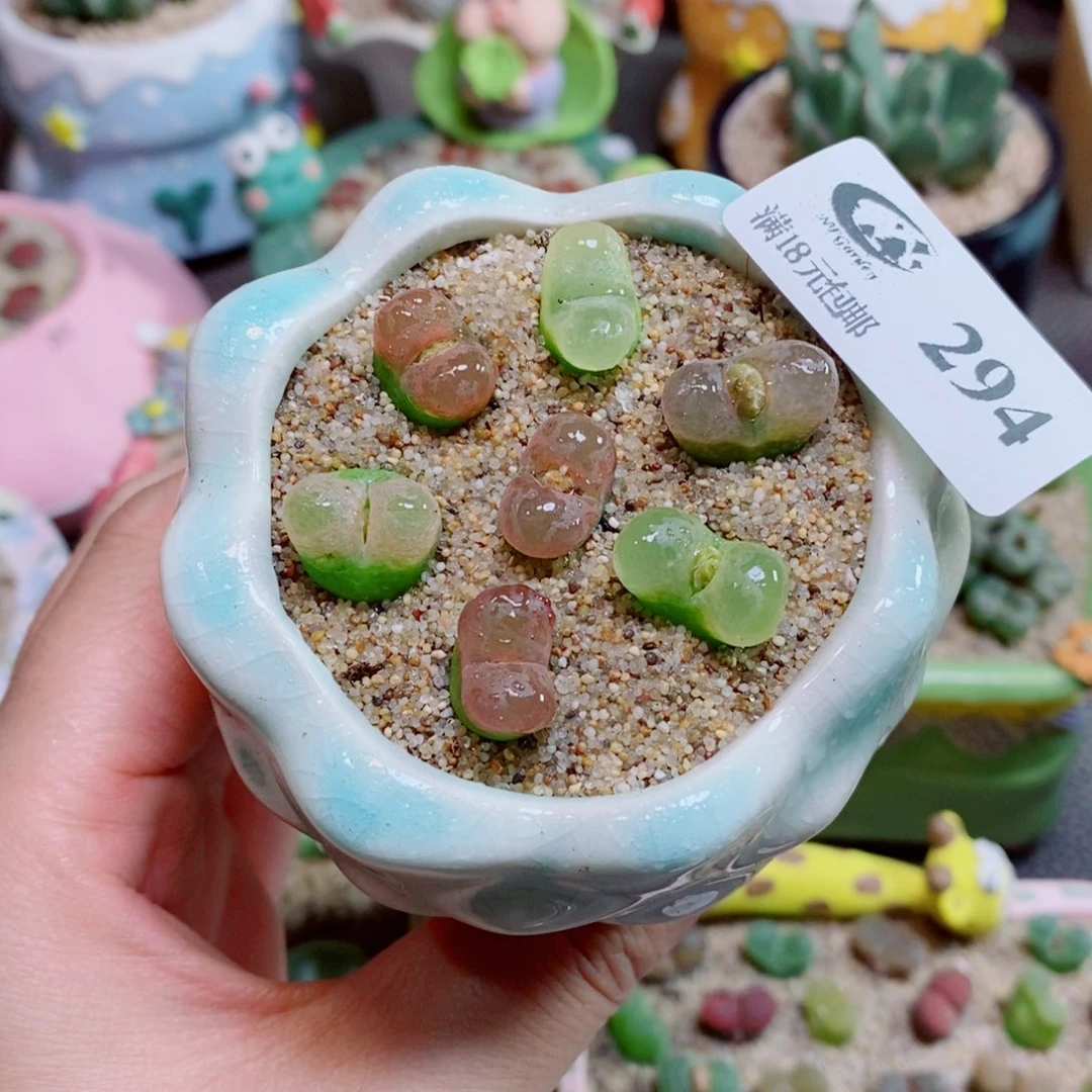 生石花花花花花花花294