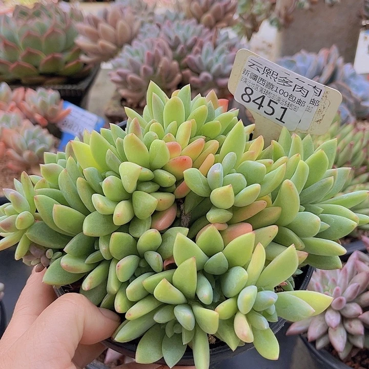 8451贵妃。